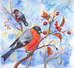 Bullfinches pecking berries on a hawthorn bush in winter, watercolor illustration, print for a poster, New Year's greeting card and more.