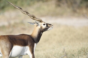 Endangered species Blackbuck in Bishnoi village forest reserve area. Beautiful male and female blackbuck captured with all movement in natural habitat. Rare animal portrait. Beautiful wall mounting.