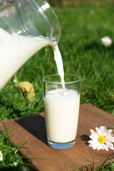 Pouring tasty fresh milk from jug into glass on green grass outdoors