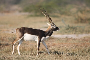 Endangered species Blackbuck in Bishnoi village forest reserve area. Beautiful male and female blackbuck captured with all movement in natural habitat. Rare animal portrait. Beautiful wall mounting.