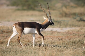 Endangered species Blackbuck in Bishnoi village forest reserve area. Beautiful male and female blackbuck captured with all movement in natural habitat. Rare animal portrait. Beautiful wall mounting.