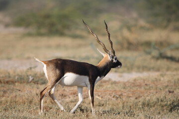 Endangered species Blackbuck in Bishnoi village forest reserve area. Beautiful male and female blackbuck captured with all movement in natural habitat. Rare animal portrait. Beautiful wall mounting.