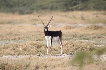 Endangered species Blackbuck in Bishnoi village forest reserve area. Beautiful male and female blackbuck captured with all movement in natural habitat. Rare animal portrait. Beautiful wall mounting.