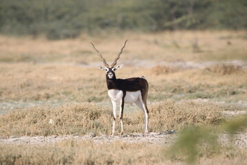 Endangered species Blackbuck in Bishnoi village forest reserve area. Beautiful male and female blackbuck captured with all movement in natural habitat. Rare animal portrait. Beautiful wall mounting.