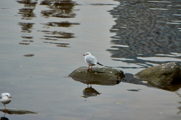 A seagull sits on a stone along the river.