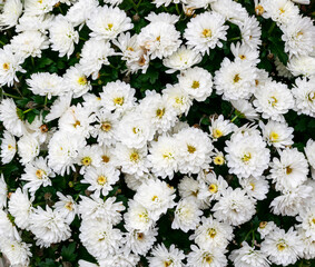 Garden flowers. White chrysanthemums.