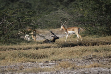 Endangered species Blackbuck in Bishnoi village forest reserve area. Beautiful male and female blackbuck captured with all movement in natural habitat. Rare animal portrait. Beautiful wall mounting.