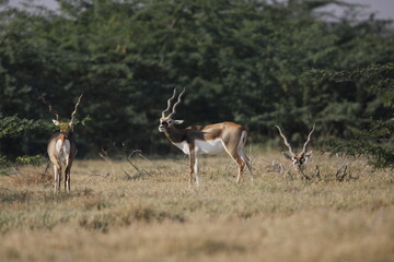 Endangered species Blackbuck in Bishnoi village forest reserve area. Beautiful male and female blackbuck captured with all movement in natural habitat. Rare animal portrait. Beautiful wall mounting.
