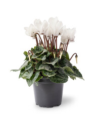 White cyclamen in a flower pot. Close-up. Isolated.