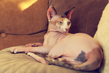 Adorable Sphynx cat lying on pillow indoors. Cute pet