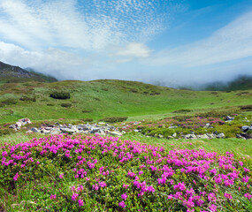 Fototapeta premium Pink rhododendron flowers on summer mountainside (Ukraine, Carpathian Mountains)