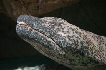 Closeup of a Chinese giant salamander with rocks in a background