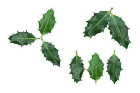 Ilex leaf isolated on white. Chritmas leafs
