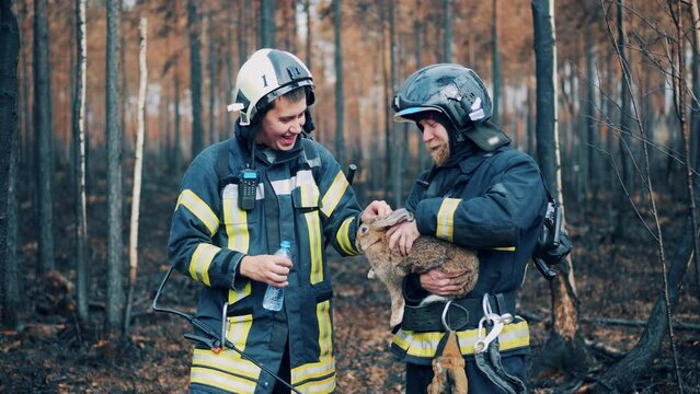 Burnt-out forest with rescue workers petting a wild rabbit