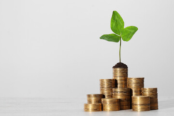 Stacks of coins with green sprout on white table against light grey background, space for text. Investment concept