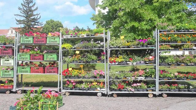Sale of the plants and flowers on a street. Flower shop on the town square. Display racks with flowers and plants. Full shelves of the plants and flowers