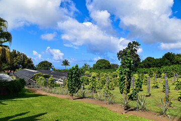 Fototapeta na wymiar coffee plantation with black pepper plants and pinapple