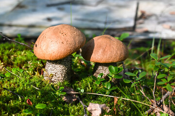 Orange-cap boletus.