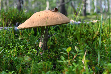 Orange-cap boletus.