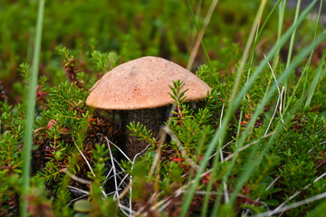 Orange-cap boletus.