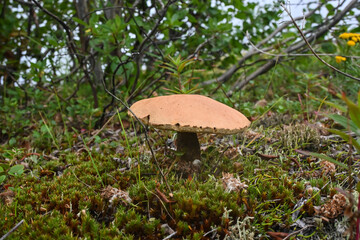 Orange-cap boletus.