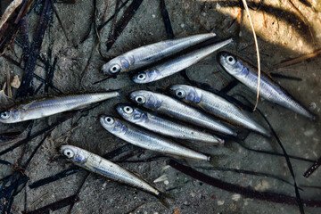 A dried-up lagoon (lake) and a lot of dead small fish, summer drought, water pollution...