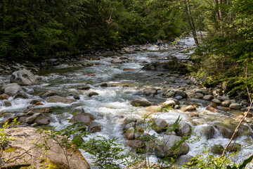 A beautiful stream in a forest.