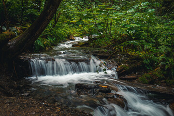 A beautiful stream in a forest.