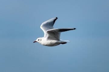 Seagull in flight