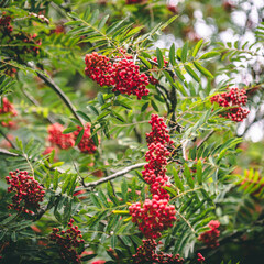 Colourful red berries with leafs 