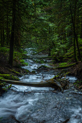 Obraz premium A beautiful stream in a forest.