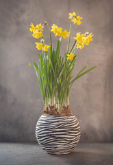 Beautiful daffodils in pot with on gray background.