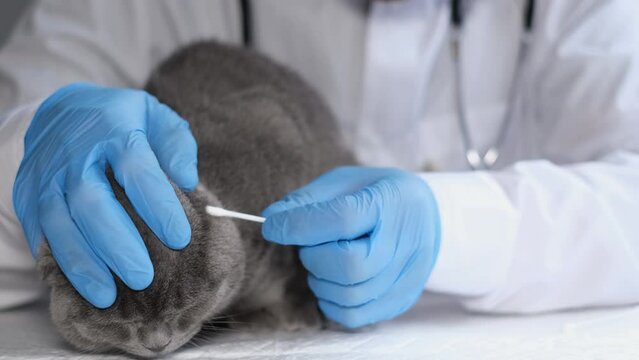 The veterinarian examines the cat's ears and cleans them with a cotton swab. 4k video
