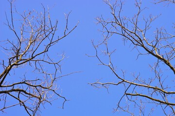 Old bare trees with thin branches in clear blue sky