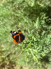 butterfly on a leaf