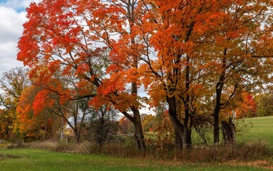 Fototapeta na wymiar Maple trees in autumn colour