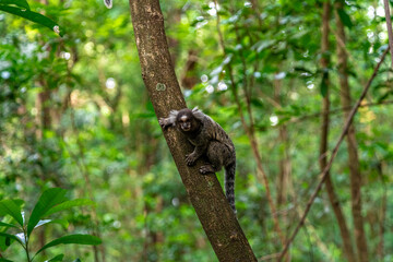 Marmoset monkey on a tree in the wild