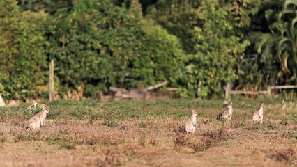 Herd of agile wallabies grazing in the evening. Cairns area-Australia-311