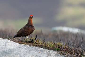 Male red grouse (Lagopus lagopus scotica) standing on the moorland, Yorkshire Dales, England