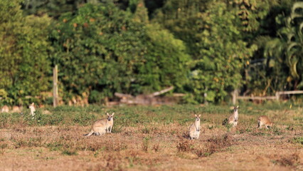 Herd of agile wallabies grazing in the evening. Cairns area-Australia-312 - obrazy, fototapety, plakaty