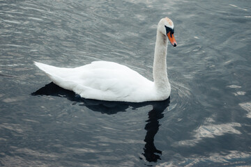 swan in lake 