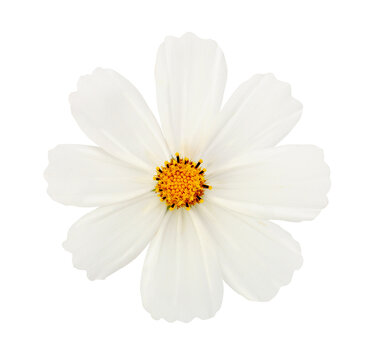 Fototapeta PNG white flower on tranparent background.