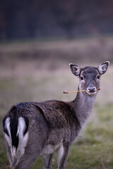 A female fallow deer with a stick in her mouth on a field in Germany in autumn