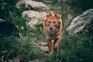 Asiatischer Rothund (Cuon alpinus) läuft über herbstliche Landschaft