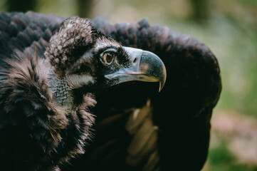Mönchsgeier (Aegypius monachus), Porträt