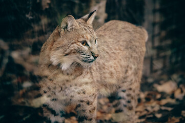 Tierportrait - Eurasischer Luchs (Lynx lynx) in einem Gehege im Herbst