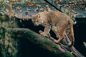 Tierportrait - Eurasischer Luchs (Lynx lynx) in einem Gehege im Herbst