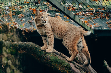 Tierportrait - Eurasischer Luchs (Lynx lynx) in einem Gehege im Herbst