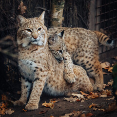 Tierportrait - Eurasischer Luchs (Lynx lynx) mit schmusendem Jungtier in einem Gehege im Herbst
