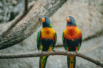 Regenbogenlori Pärchen  (Trichoglossus moluccanus) auf einem Zweig